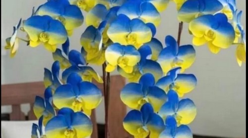 Вывели новый сорт орхидей в честь Украины