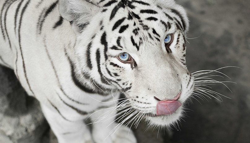 Из Фельдман Экопарка вывезли белого тигра (видео)
