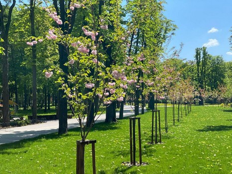 В Харькове зацвели японские вишни (фото)