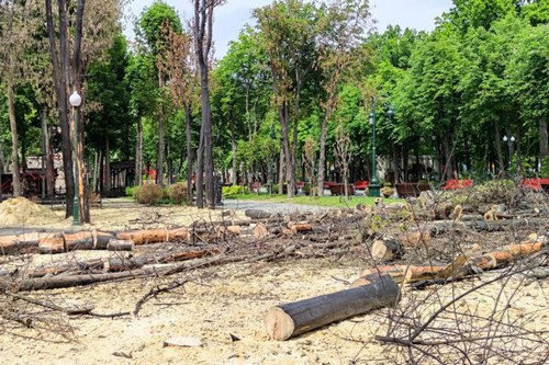 Оккупанты уничтожили исторические деревья в знаменитом харьковском парке (фото)