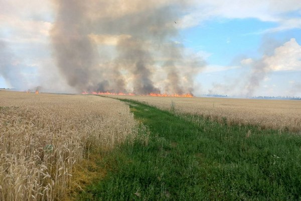 Поле пшениці знову горіло через ворожі обстріли на Харківщині