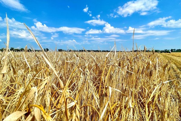 На Харківщині намолотили понад 400 тисяч тонн зерна нового врожаю