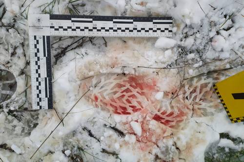Криваві сліди на снігу: жінку вбили на Харківщині (фото)
