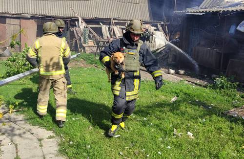 На Харківщині врятували песика, який під обстрілом заплутався в ланцюгах