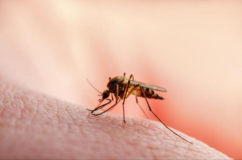 Комарі: надокучливі комахи чи потенційна небезпека?