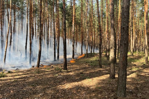 На Харківщині внаслідок обстрілів сталася пожежа на великій території (фото)