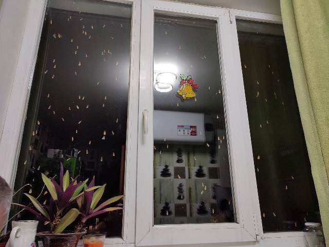 Нашестя комах у Харкові: містян атакує "крилата погань" (фото, відео)