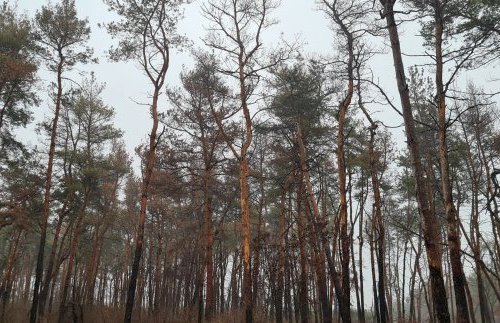 Чому гине ліс на Журавлівці в Харкові: названо причини
