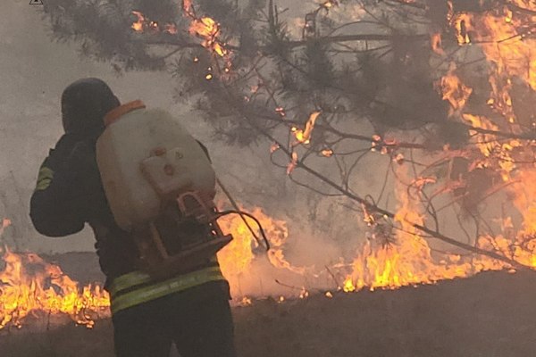Масштабна лісова пожежа сталася в Харківській області (фото)