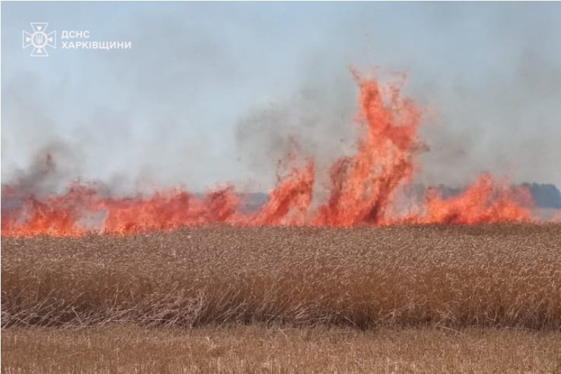 Вогнеборці врятували десятки гектарів пшениці (фото)